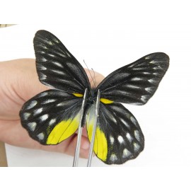 Delias sanaca perspicua. China, Yunnan, Dehong area, Yingjiang county. 2M. Pier-Deli-21263.