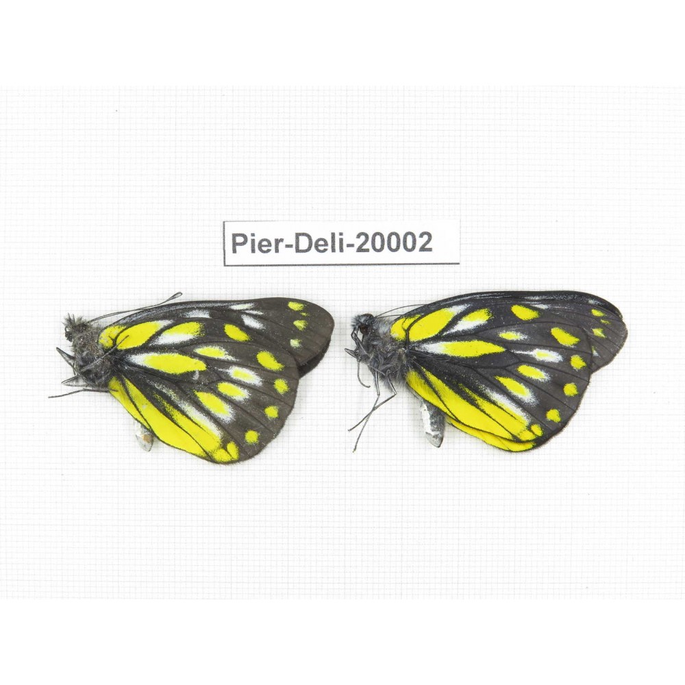 Delias subnubila ssp. China, Yunnan, Lijiang, C of Mt. Yunling. 2M. Pier-Deli-20002.