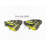 Delias subnubila ssp. China, Yunnan, Lijiang, C of Mt. Yunling. 2M. Pier-Deli-20002.