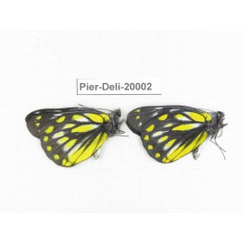 Delias subnubila ssp. China, Yunnan, Lijiang, C of Mt. Yunling. 2M. Pier-Deli-20002.