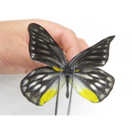 Delias subnubila ssp. China, Yunnan, Lijiang, C of Mt. Yunling. 2M. Pier-Deli-20002.
