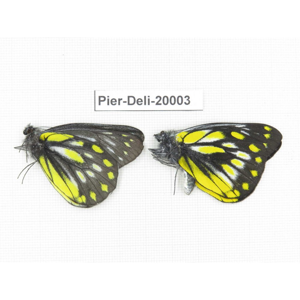 Delias subnubila ssp & Delias partrua partrua. China, Yunnan, Lijiang, C of Mt. Yunling. 2M. Pier-Deli-20003.