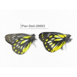 Delias subnubila ssp & Delias partrua partrua. China, Yunnan, Lijiang, C of Mt. Yunling. 2M. Pier-Deli-20003.