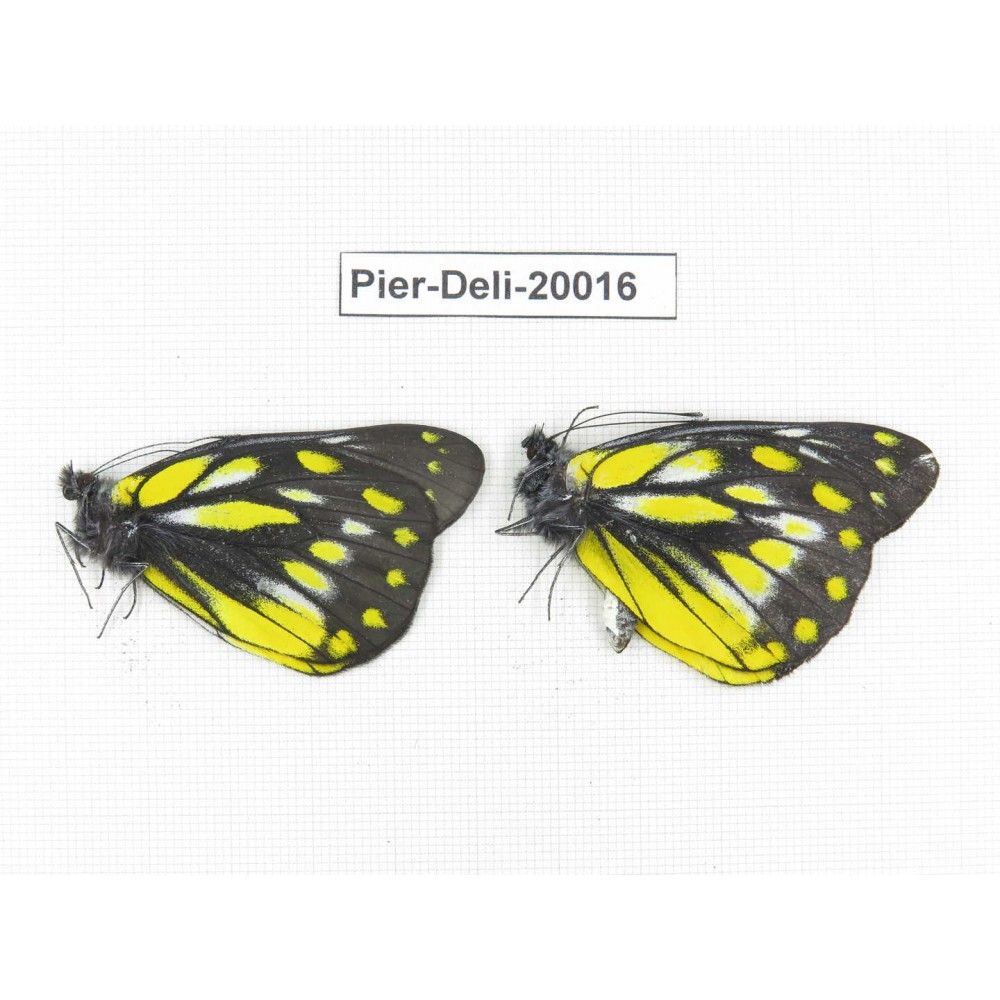 Delias sanaca perspicua. China, Yunnan, Lijiang, N of Mt. Yunling. 2M. Pier-Deli-20016.