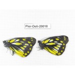 Delias sanaca perspicua. China, Yunnan, Lijiang, N of Mt. Yunling. 2M. Pier-Deli-20018.