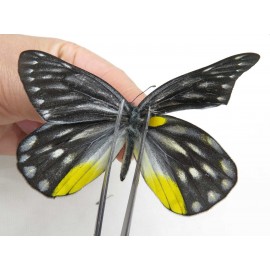 Delias sanaca perspicua. China, Yunnan, Lijiang, N of Mt. Yunling. 2M. Pier-Deli-20018.