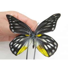 Delias sanaca perspicua. China, Yunnan, Lijiang, N of Mt. Yunling. 2M. Pier-Deli-20018.