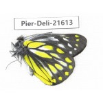 Delias subnubila ssp. China, Yunnan, Lijiang, W part of Yulong county. 1M. Pier-Deli-21613.