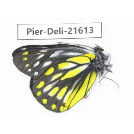 Delias subnubila ssp. China, Yunnan, Lijiang, W part of Yulong county. 1M. Pier-Deli-21613.
