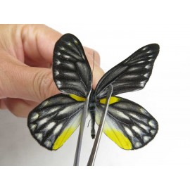 Delias subnubila ssp. China, Yunnan, Lijiang, W part of Yulong county. 1M. Pier-Deli-21613.