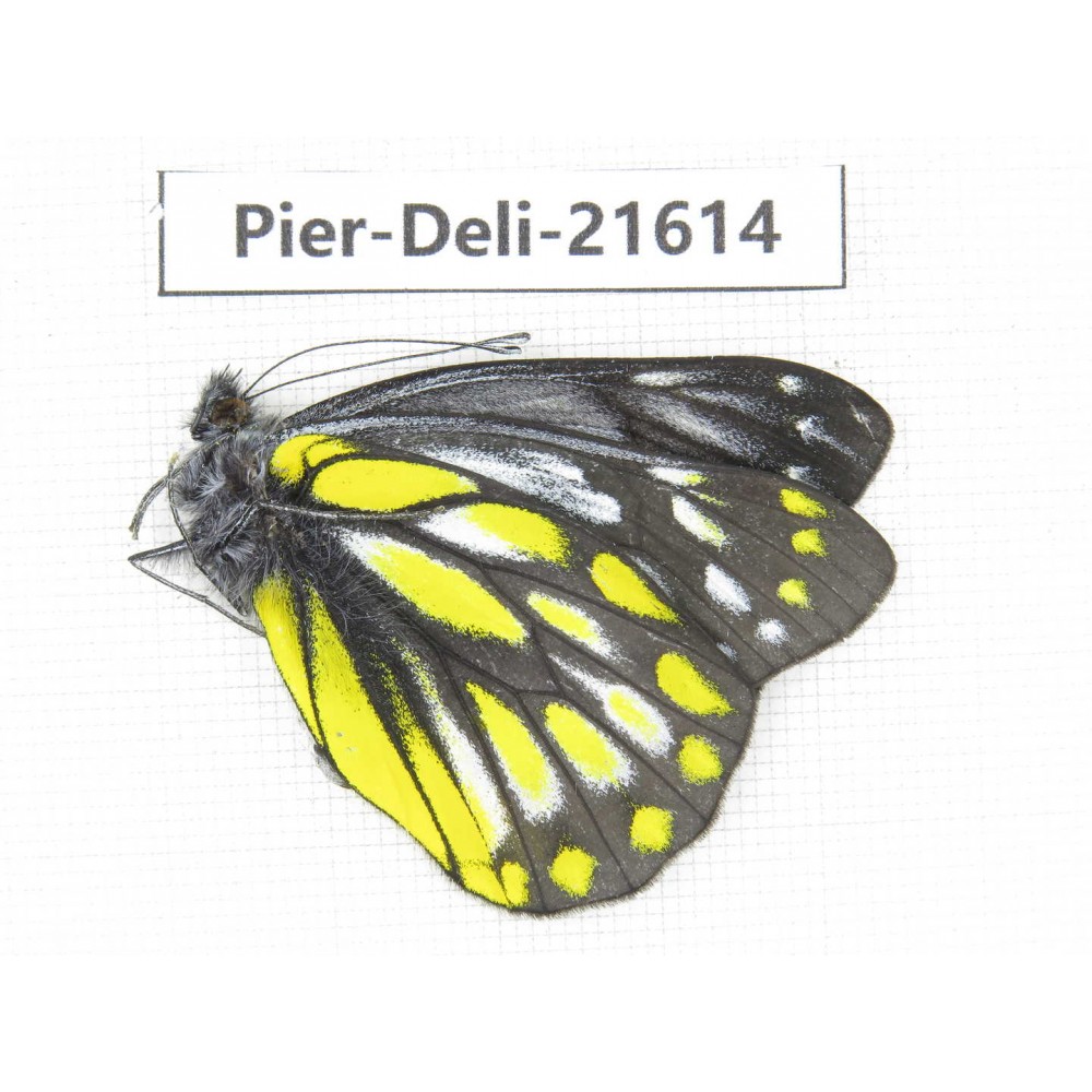 Delias subnubila ssp. China, Yunnan, Lijiang, W part of Yulong county. 1M. Pier-Deli-21614.