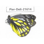 Delias subnubila ssp. China, Yunnan, Lijiang, W part of Yulong county. 1M. Pier-Deli-21614.
