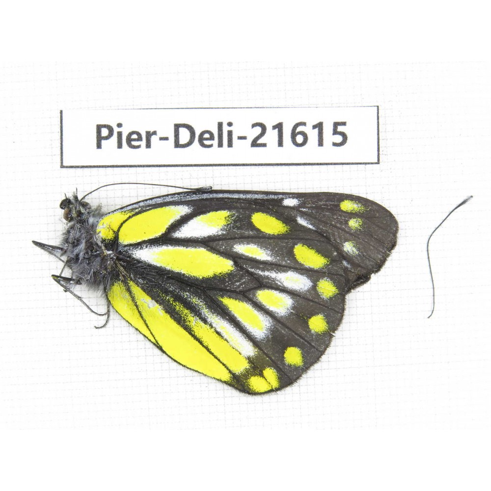 Delias subnubila ssp. China, Yunnan, Lijiang, W part of Yulong county. 1M. Pier-Deli-21615.
