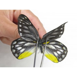 Delias subnubila ssp. China, Yunnan, Lijiang, W part of Yulong county. 1M. Pier-Deli-21615.