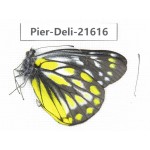 Delias subnubila ssp. China, Yunnan, Lijiang, W part of Yulong county. 1M. Pier-Deli-21616.