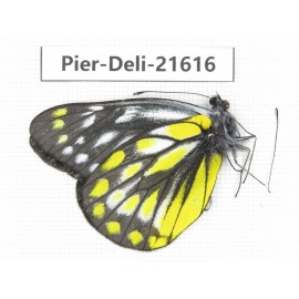 Delias subnubila ssp. China, Yunnan, Lijiang, W part of Yulong county. 1M. Pier-Deli-21616.