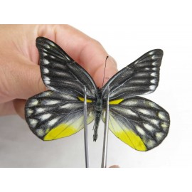Delias subnubila ssp. China, Yunnan, Lijiang, W part of Yulong county. 1M. Pier-Deli-21616.