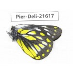 Delias subnubila ssp. China, Yunnan, Lijiang, W part of Yulong county. 1M. Pier-Deli-21617.