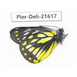 Delias subnubila ssp. China, Yunnan, Lijiang, W part of Yulong county. 1M. Pier-Deli-21617.