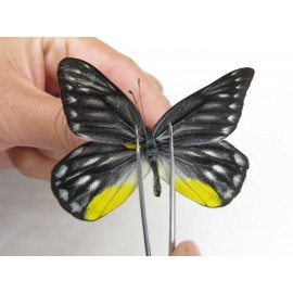 Delias subnubila ssp. China, Yunnan, Lijiang, W part of Yulong county. 1M. Pier-Deli-21617.