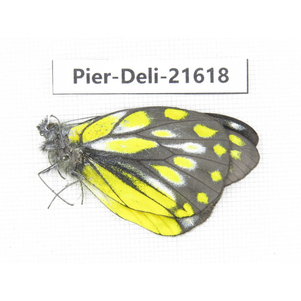 Delias subnubila ssp. China, Yunnan, Lijiang, W part of Yulong county. 1M. Pier-Deli-21618.