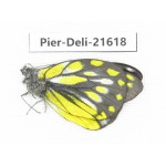 Delias subnubila ssp. China, Yunnan, Lijiang, W part of Yulong county. 1M. Pier-Deli-21618.