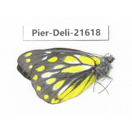 Delias subnubila ssp. China, Yunnan, Lijiang, W part of Yulong county. 1M. Pier-Deli-21618.