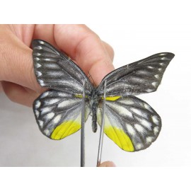 Delias subnubila ssp. China, Yunnan, Lijiang, W part of Yulong county. 1M. Pier-Deli-21618.