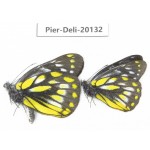 Delias subnubila ssp. China, Yunnan, Nujiang, C part of Mt. Nushan. 2M. Pier-Deli-20132.
