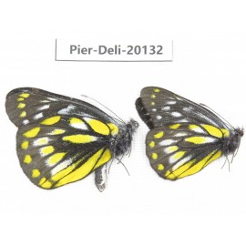 Delias subnubila ssp. China, Yunnan, Nujiang, C part of Mt. Nushan. 2M. Pier-Deli-20132.