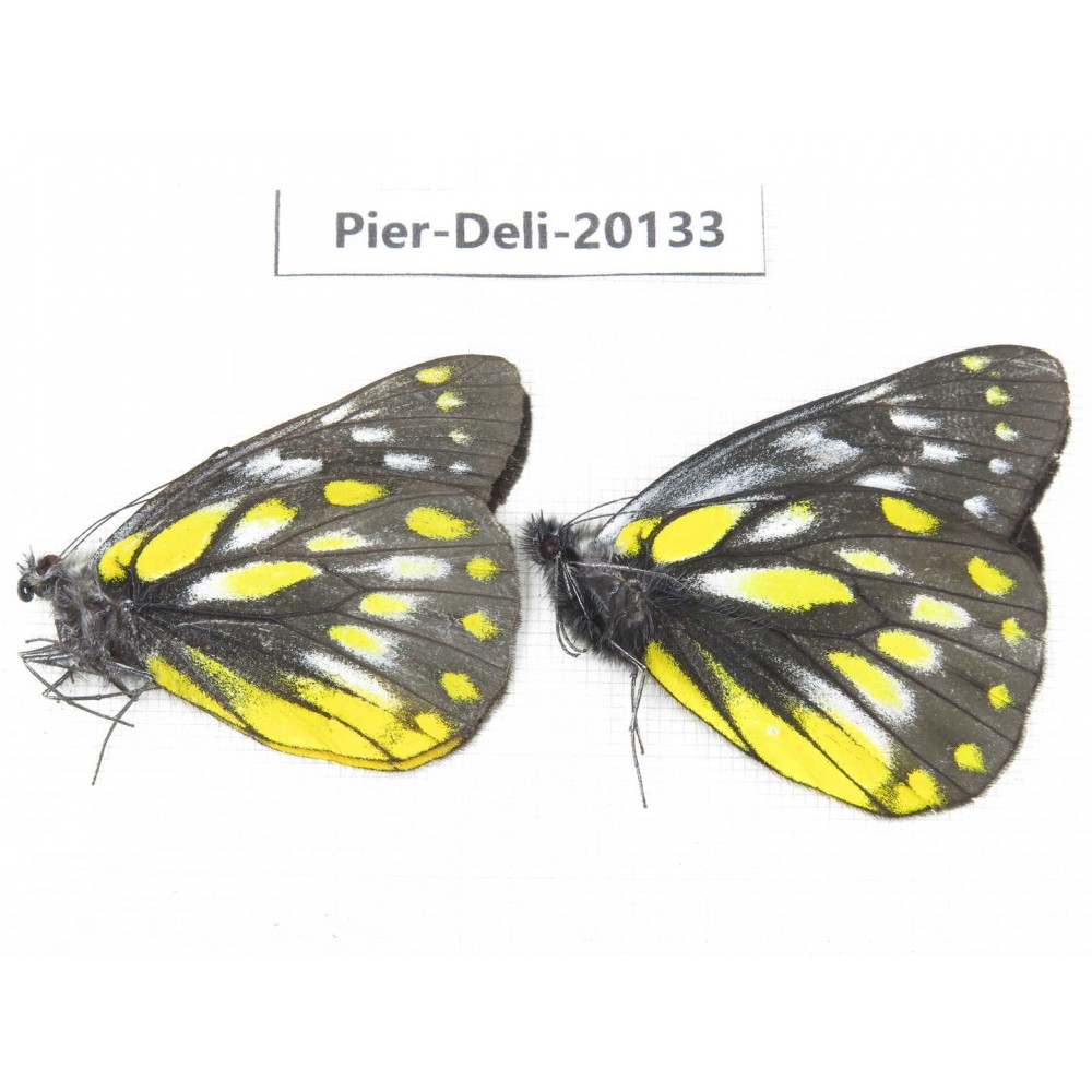 Delias subnubila ssp. China, Yunnan, Nujiang, C part of Mt. Nushan. 2M. Pier-Deli-20133.