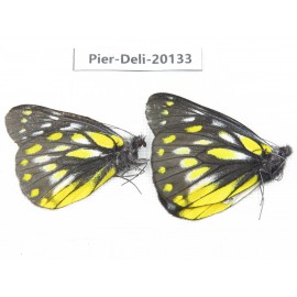 Delias subnubila ssp. China, Yunnan, Nujiang, C part of Mt. Nushan. 2M. Pier-Deli-20133.