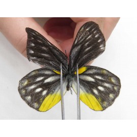 Delias subnubila ssp. China, Yunnan, Nujiang, C part of Mt. Nushan. 2M. Pier-Deli-20133.
