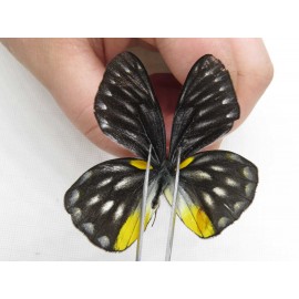 Delias subnubila ssp. China, Yunnan, Nujiang, C part of Mt. Nushan. 2M. Pier-Deli-20133.