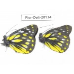 Delias subnubila ssp. China, Yunnan, Nujiang, C part of Mt. Nushan. 2M. Pier-Deli-20134.