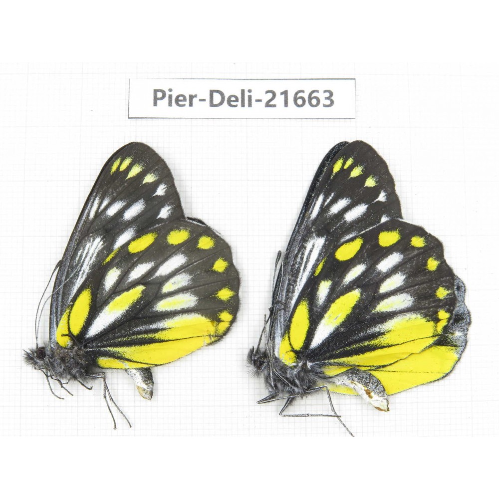 Delias lativitta ssp. China, Yunnan, Nujiang, N of Mt.Biluoxueshan. 2M. Pier-Deli-21663.
