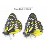 Delias lativitta ssp. China, Yunnan, Nujiang, N of Mt.Biluoxueshan. 2M. Pier-Deli-21663.