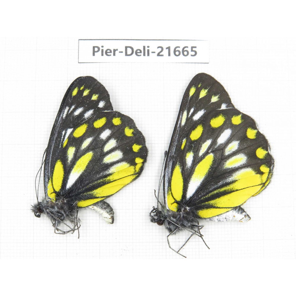 Delias lativitta ssp. China, Yunnan, Nujiang, N of Mt.Biluoxueshan. 2M. Pier-Deli-21665.