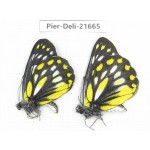 Delias lativitta ssp. China, Yunnan, Nujiang, N of Mt.Biluoxueshan. 2M. Pier-Deli-21665.