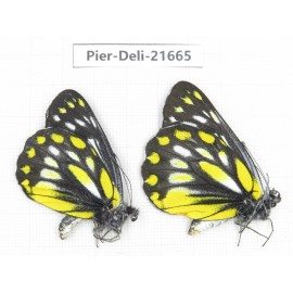 Delias lativitta ssp. China, Yunnan, Nujiang, N of Mt.Biluoxueshan. 2M. Pier-Deli-21665.