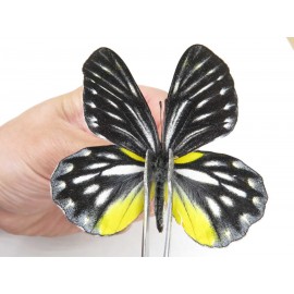 Delias lativitta ssp. China, Yunnan, Nujiang, N of Mt.Biluoxueshan. 2M. Pier-Deli-21665.