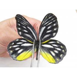 Delias lativitta ssp. China, Yunnan, Nujiang, N of Mt.Biluoxueshan. 2M. Pier-Deli-21665.