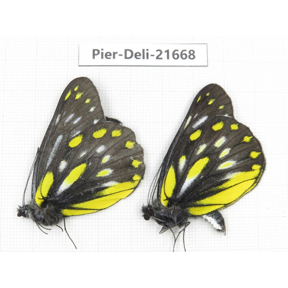 Delias partrua ssp. China, Yunnan, Nujiang, N of Mt.Biluoxueshan. 2M. Pier-Deli-21668.