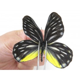 Delias partrua ssp. China, Yunnan, Nujiang, N of Mt.Biluoxueshan. 2M. Pier-Deli-21668.