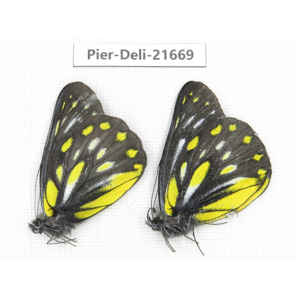 Delias partrua ssp. China, Yunnan, Nujiang, N of Mt.Biluoxueshan. 2M. Pier-Deli-21669.