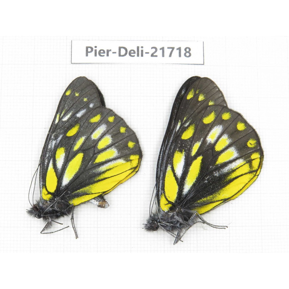 Delias subnubila ssp. China, Yunnan, Nujiang, N of Mt.Biluoxueshan. 2M. Pier-Deli-21718.