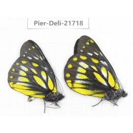 Delias subnubila ssp. China, Yunnan, Nujiang, N of Mt.Biluoxueshan. 2M. Pier-Deli-21718.