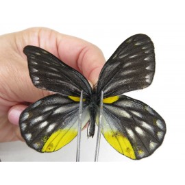 Delias subnubila ssp. China, Yunnan, Nujiang, N of Mt.Biluoxueshan. 2M. Pier-Deli-21718.
