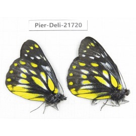 Delias subnubila ssp. China, Yunnan, Nujiang, N of Mt.Biluoxueshan. 2M. Pier-Deli-21720.
