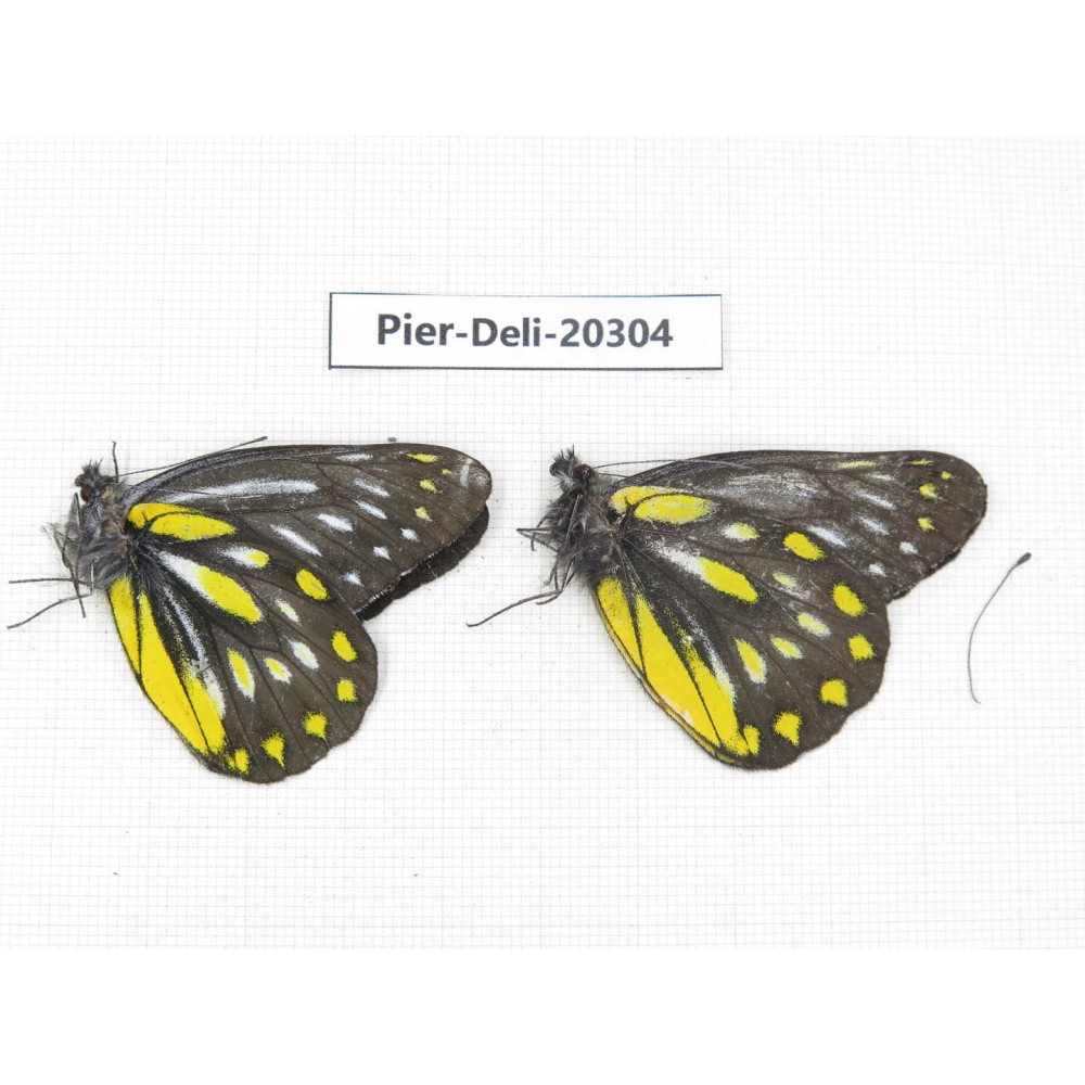 Delias partrua partrua. China, Yunnan, Nujiang, N of Nujiang valley, Mt. Biluoxueshan. 2M. Pier-Deli-20304.